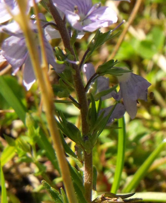 Veronica (?) da ID